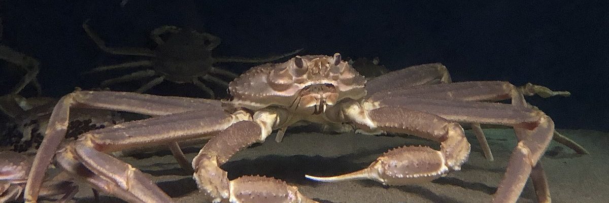 L'IREC publie une nouvelle étude sur le prix du crabe