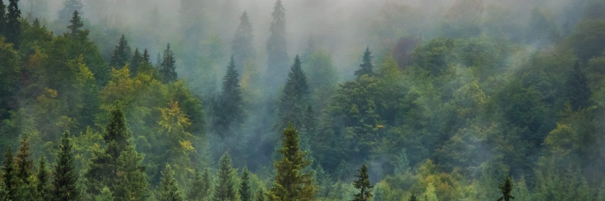Territorialiser l’économie de la forêt publique : L’expérience du groupe AGIR au Lac-Saint-Jean