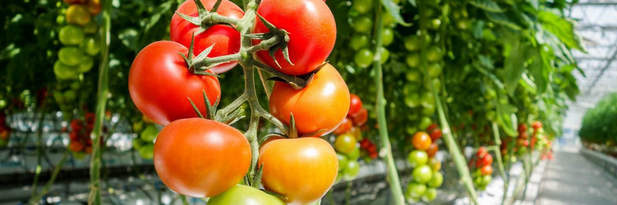 Culture en serre : Un choix à faire pour l'autonomie alimentaire du Québec