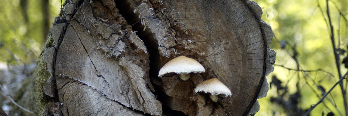 Économie de la forêt et crise de l'industrie : amorcer un changement de paradigme