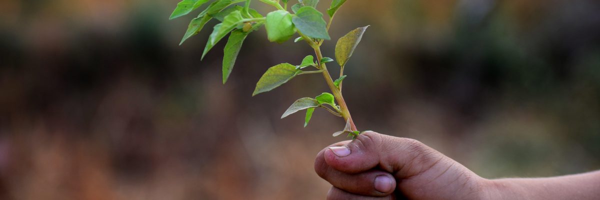 Bio-fabrication industrielle et transition écologique