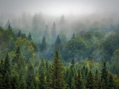 Territorialiser l’économie de la forêt publique : L’expérience du groupe AGIR au Lac-Saint-Jean