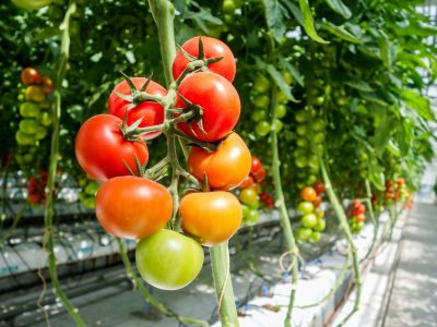 Culture en serre : Un choix à faire pour l'autonomie alimentaire du Québec