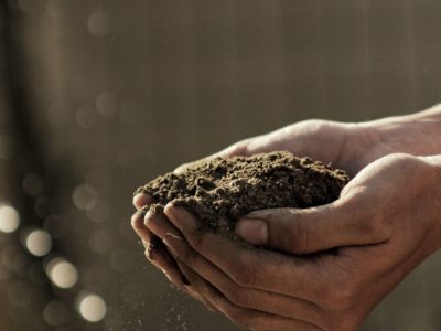 l'économie de la décontamination des sols par les plantes