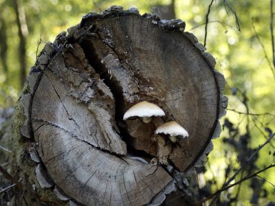 Économie de la forêt et crise de l'industrie : amorcer un changement de paradigme