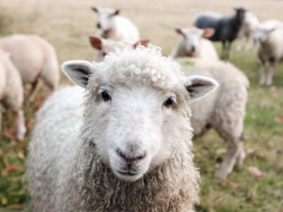 Filière ovine en Matanie, appel à la relève via une vidéo promotionnelle