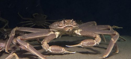 L'IREC publie une nouvelle étude sur le prix du crabe