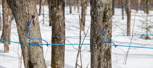 Le sirop d’érable au Québec : un modèle performant et adapté aux défis qui pointent