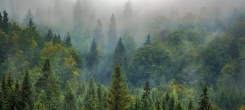 Territorialiser l’économie de la forêt publique : L’expérience du groupe AGIR au Lac-Saint-Jean