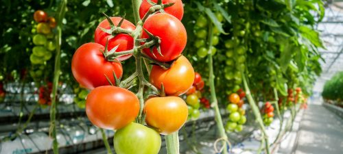 Culture en serre : Un choix à faire pour l'autonomie alimentaire du Québec
