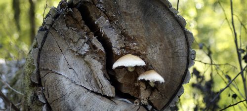 Économie de la forêt et crise de l'industrie : amorcer un changement de paradigme