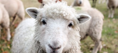 Filière ovine en Matanie, appel à la relève via une vidéo promotionnelle